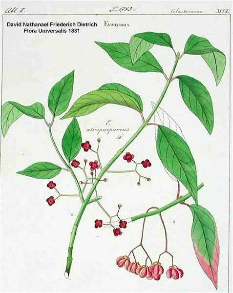 Euonymus atropurpureus var. atropurpureus image