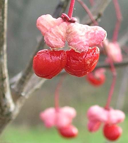 Euonymus atropurpureus var. atropurpureus image