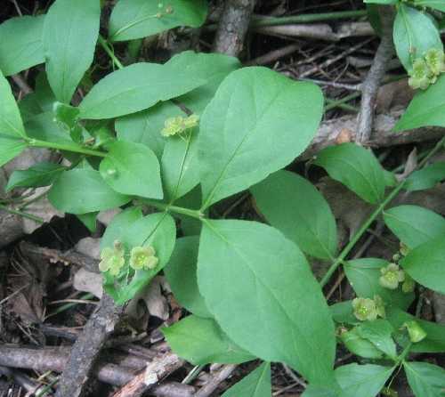 Euonymus obovatus image