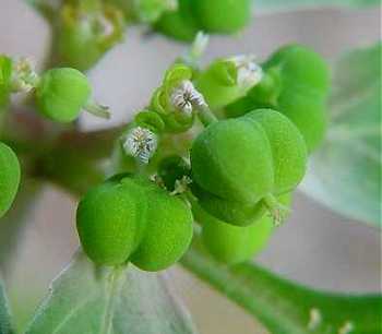 Euphorbia davidii image
