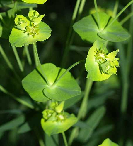 Euphorbia image