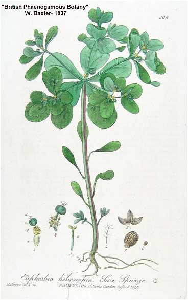 Euphorbia helioscopia image