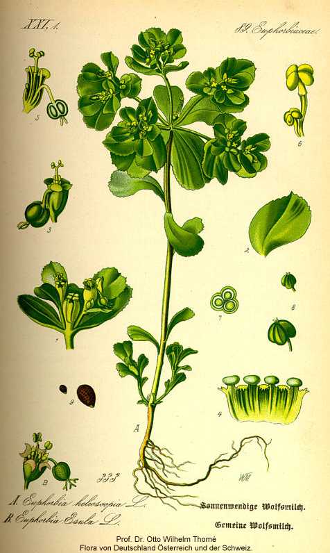 Euphorbia helioscopia image
