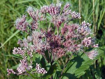 Eutrochium maculatum image