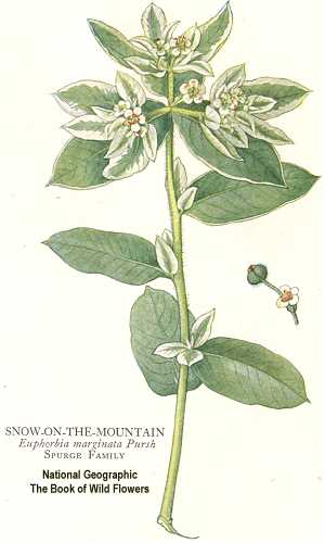 Euphorbia marginata image