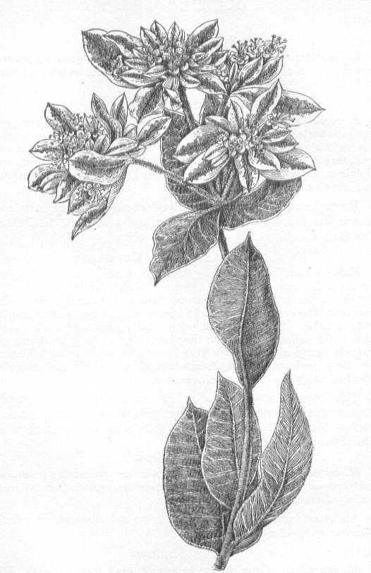 Euphorbia marginata image