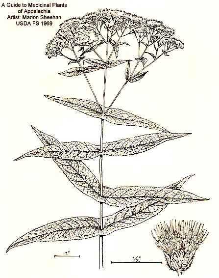 Eupatorium perfoliatum image