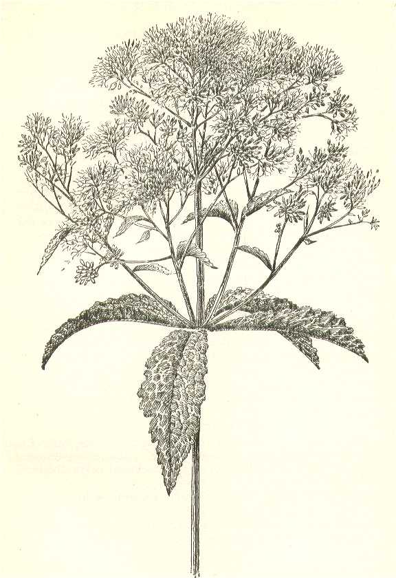 Eutrochium purpureum image