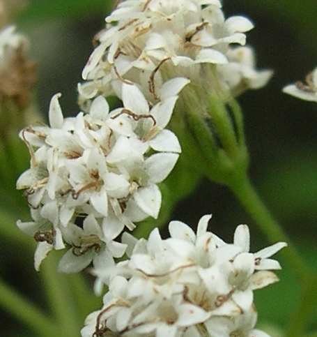 Ageratina altissima subsp. altissima image