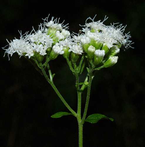 Ageratina altissima subsp. altissima image
