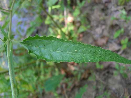Eupatorium serotinum image
