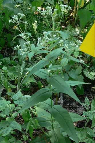 Eupatorium sessilifolium image