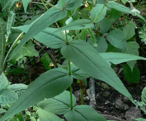 Eupatorium sessilifolium image