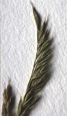 Festuca image