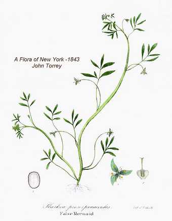Floerkea proserpinacoides image