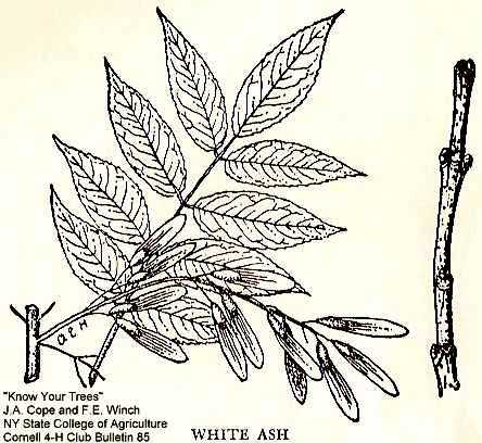 Fraxinus americana image