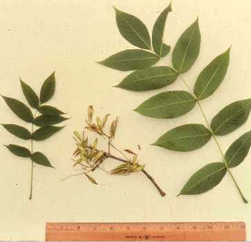 Fraxinus nigra image