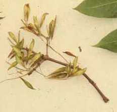 Fraxinus nigra image
