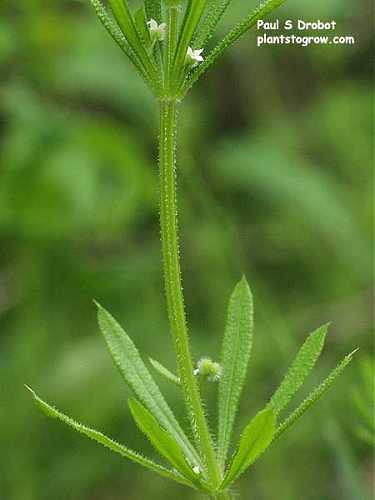 Galium asprellum image
