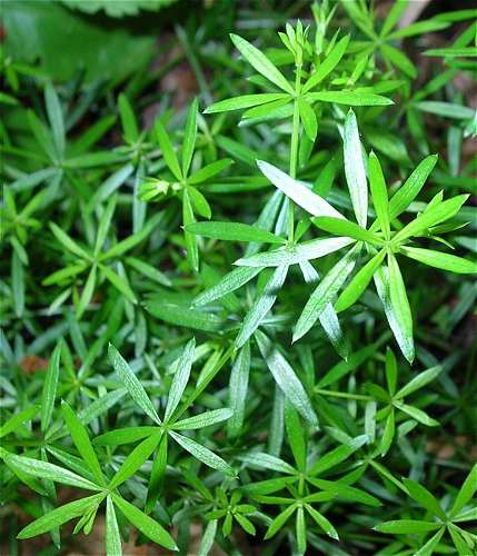 Galium concinnum image