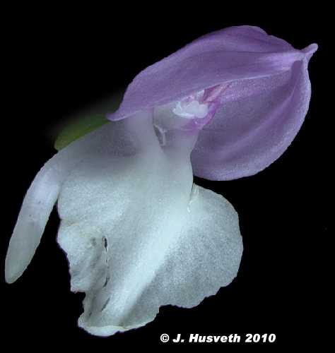 Galearis spectabilis image