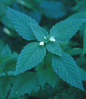 Galeopsis tetrahit image