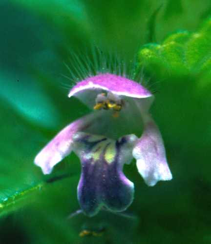 Galeopsis image