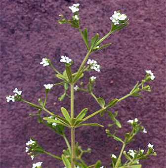Galium tinctorium image
