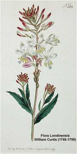 Oenothera gaura image