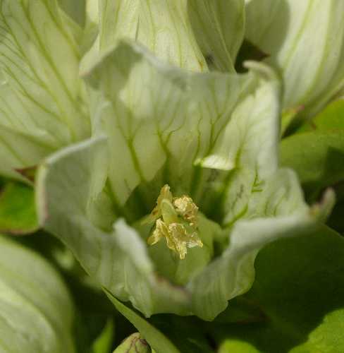 Gentiana alba image