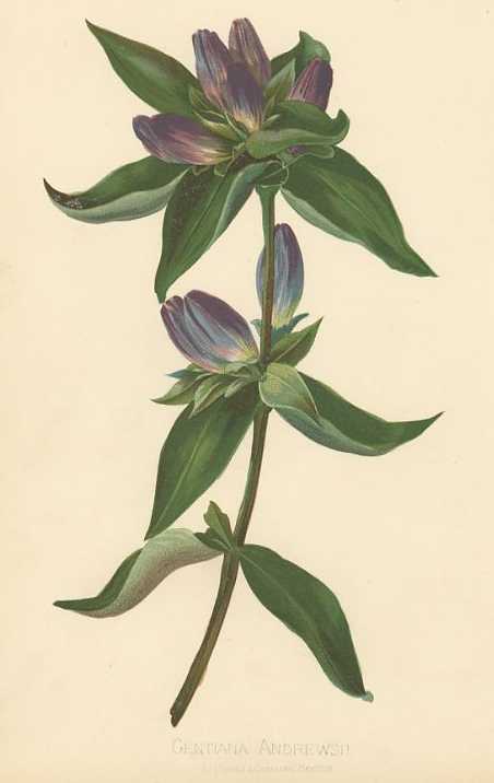 Gentiana andrewsii image