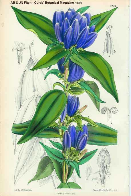 Gentiana andrewsii image