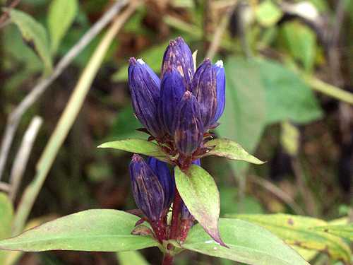 Gentiana andrewsii image