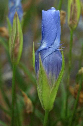 Gentianopsis virgata image