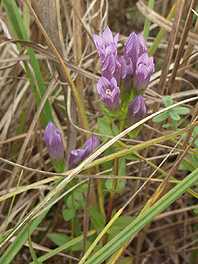 Gentianella quinquefolia subsp. occidentalis image