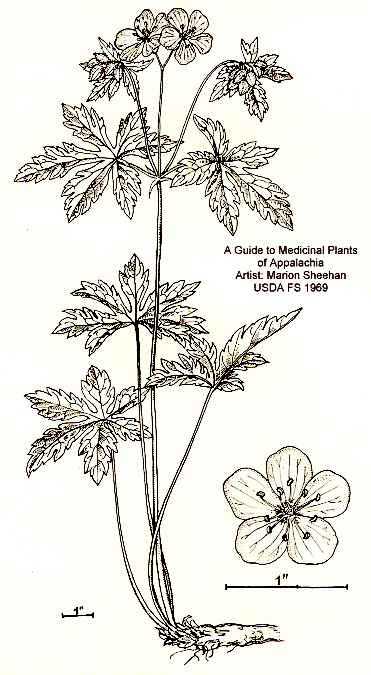 Geranium maculatum image