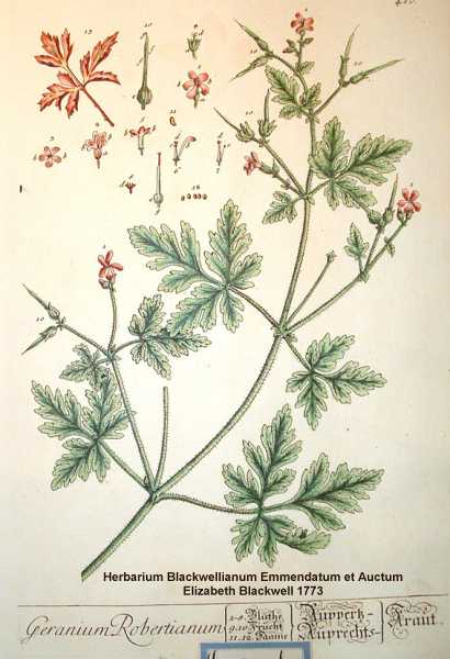 Geranium robertianum image
