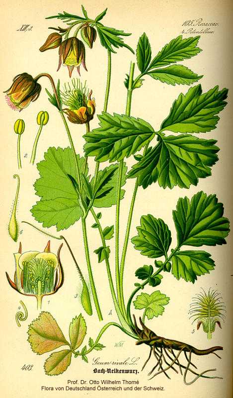 Geum rivale image