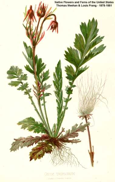 Geum triflorum var. triflorum image