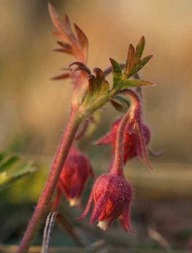 Geum triflorum var. triflorum image