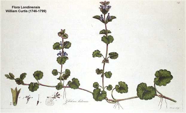 Glechoma hederacea image