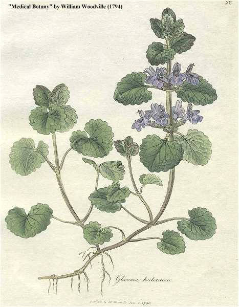 Glechoma hederacea image