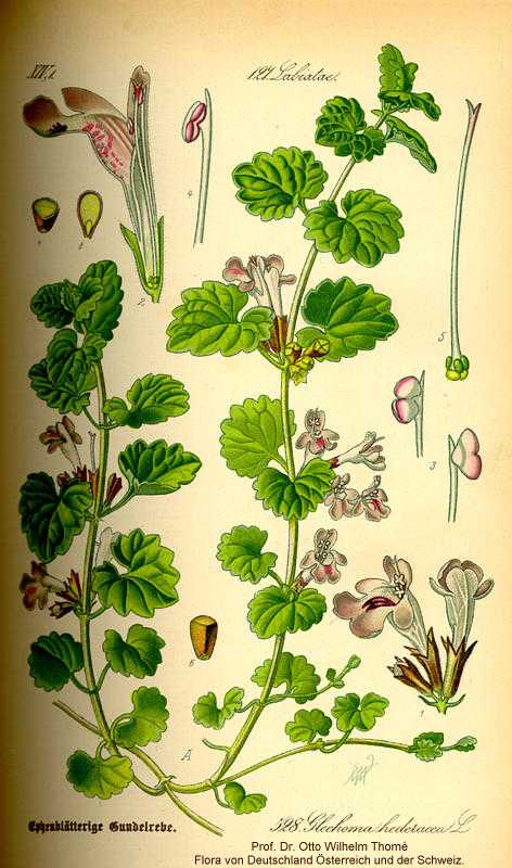 Glechoma hederacea image