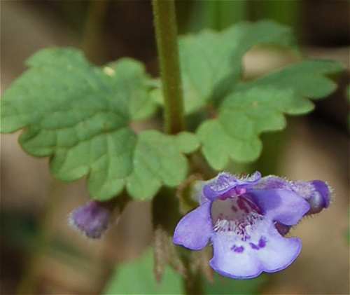 Glechoma hederacea image