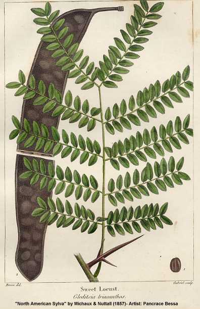 Gleditsia image