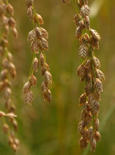 Glyceria canadensis image