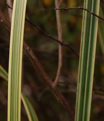 Glyceria maxima image