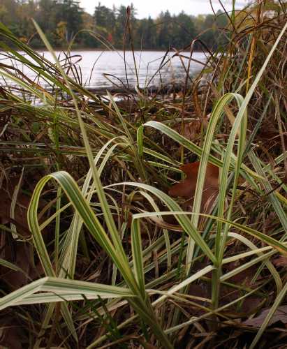 Glyceria maxima image