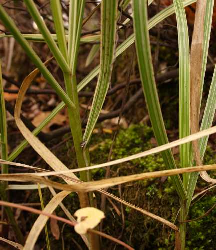 Glyceria maxima image