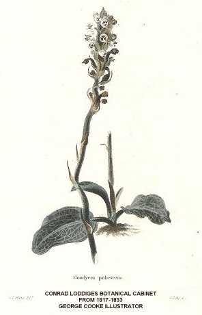 Goodyera pubescens image